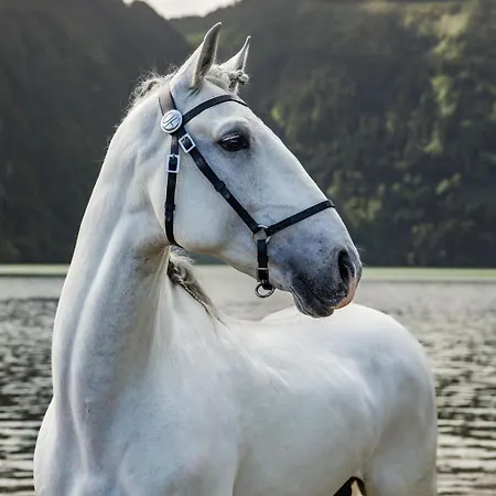 فندق Lusitano Garden