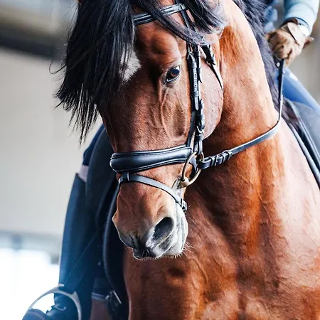 فندق Lusitano Garden