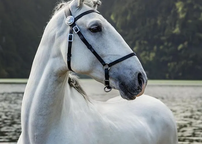 Hotel Lusitano Garden