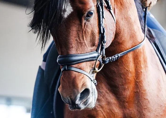 Hotel Lusitano Garden